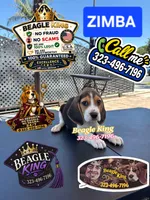 ZIMBA, a male Beagle for sale in Downey, CA – 1 of 6
