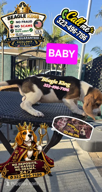 BABY – Beagle puppy for sale in Downey, CA