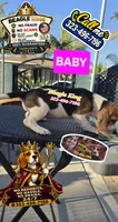 BABY, a female Beagle for sale in Downey, CA – 1 of 7
