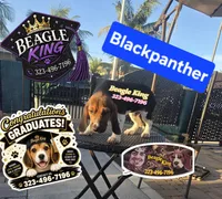 BLACK PANTHER, a female Beagle for sale in Downey, CA – 4 of 6