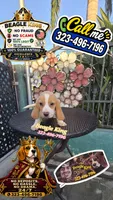 Sonic, a male Beagle for sale in Downey, CA – 4 of 9