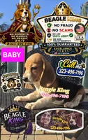 BABY, a female Beagle for sale in Downey, CA – 2 of 3
