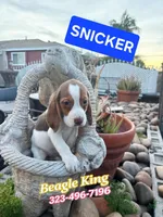 SNICKER, a male Beagle for sale in Downey, CA – Photo 2 of 7