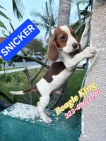 SNICKER, a male Beagle for sale in Downey, CA – Photo 5 of 7