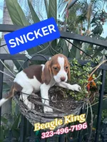 SNICKER, a male Beagle for sale in Downey, CA – Photo 6 of 7