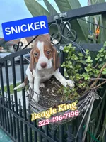 SNICKER, a male Beagle for sale in Downey, CA – Photo 4 of 7