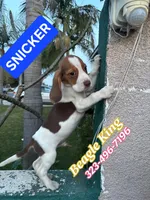 SNICKER, a male Beagle for sale in Downey, CA – Photo 7 of 7
