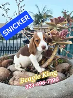 SNICKER, a male Beagle for sale in Downey, CA – Photo 3 of 7