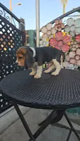 CHAPARRO, a male Beagle for sale in Downey, CA – 9 of 10