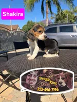 Shakira, a female Beagle for sale in Downey, CA – 1 of 6