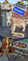 GOLIATH , a male Beagle for sale in Downey, CA – 5 of 7