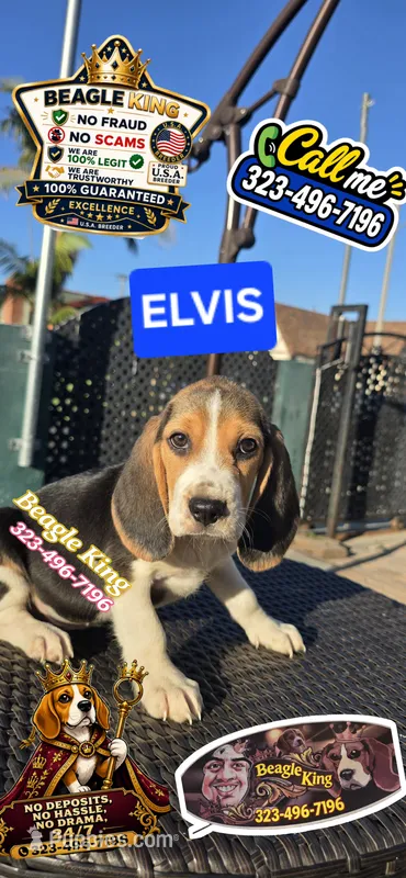 ELVIS – Beagle puppy for sale in Downey, CA