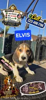 ELVIS, a male Beagle for sale in Downey, CA – 1 of 6