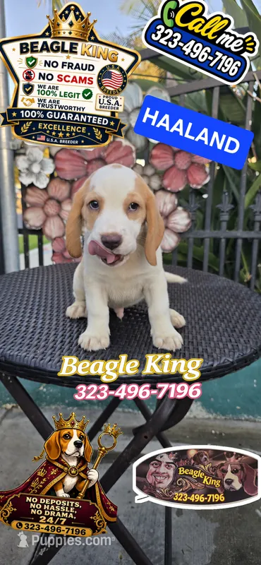 HAALAND – Beagle puppy for sale in Downey, CA