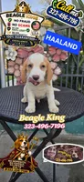 HAALAND, a male Beagle for sale in Downey, CA – 1 of 9