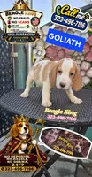 GOLIATH , a male Beagle for sale in Downey, CA – 6 of 7