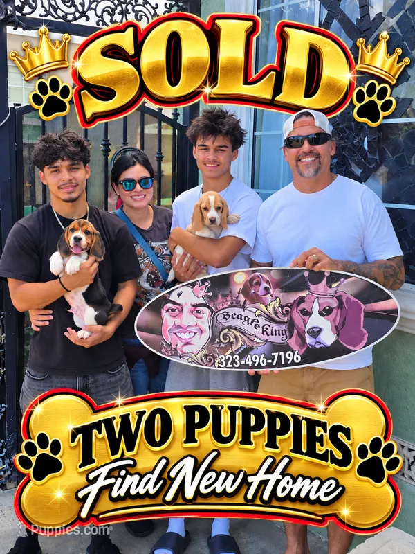 Sonic find home – Beagle puppy for sale in Downey, CA