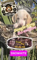 Snow White, a female Beagle for sale in Downey, CA – 3 of 5