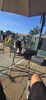 HERCULES, a male Beagle for sale in Downey, CA – Photo 5 of 5