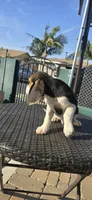BUNNY , a male Beagle for sale in Downey, CA – Photo 4 of 4