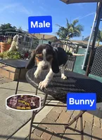 BUNNY , a male Beagle for sale in Downey, CA – Photo 3 of 4