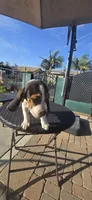 HERCULES, a male Beagle for sale in Downey, CA – Photo 4 of 5