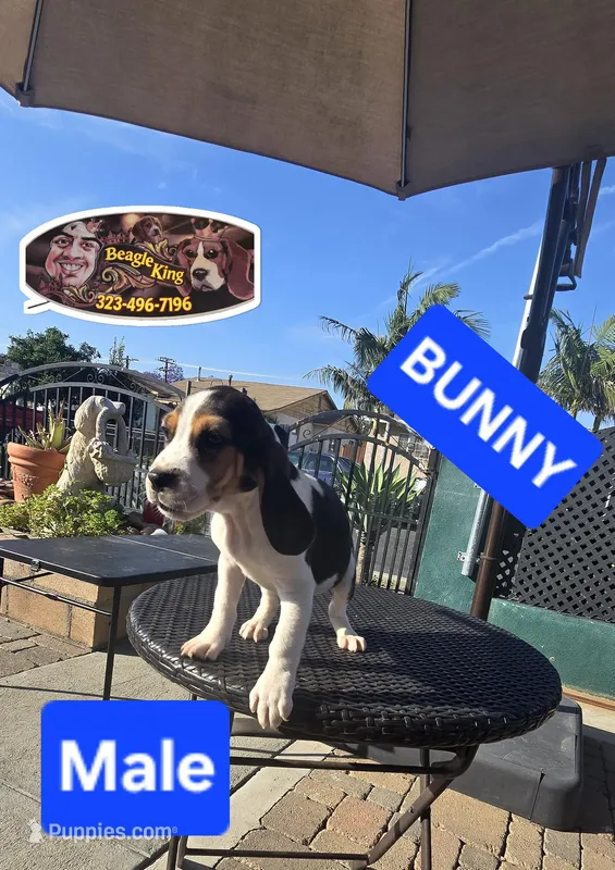 BUNNY  – Beagle puppy for sale in Downey, CA