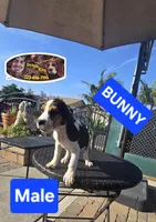 BUNNY , a male Beagle for sale in Downey, CA – Photo 1 of 4