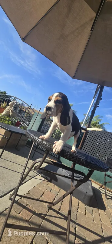 HERCULES – Beagle puppy for sale in Downey, CA