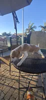 Flipper, a male Beagle for sale in Downey, CA – 2 of 4