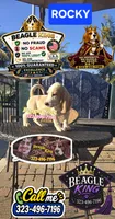 ROCKY, a male Beagle for sale in Downey, CA – 2 of 5