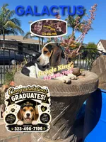Galactus, a male Beagle for sale in Downey, CA – 9 of 10