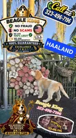 HAALAND, a male Beagle for sale in Downey, CA – 8 of 9