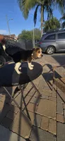 Thor, a male Beagle for sale in Downey, CA – Photo 8 of 8