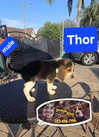 Thor, a male Beagle for sale in Downey, CA – Photo 2 of 8