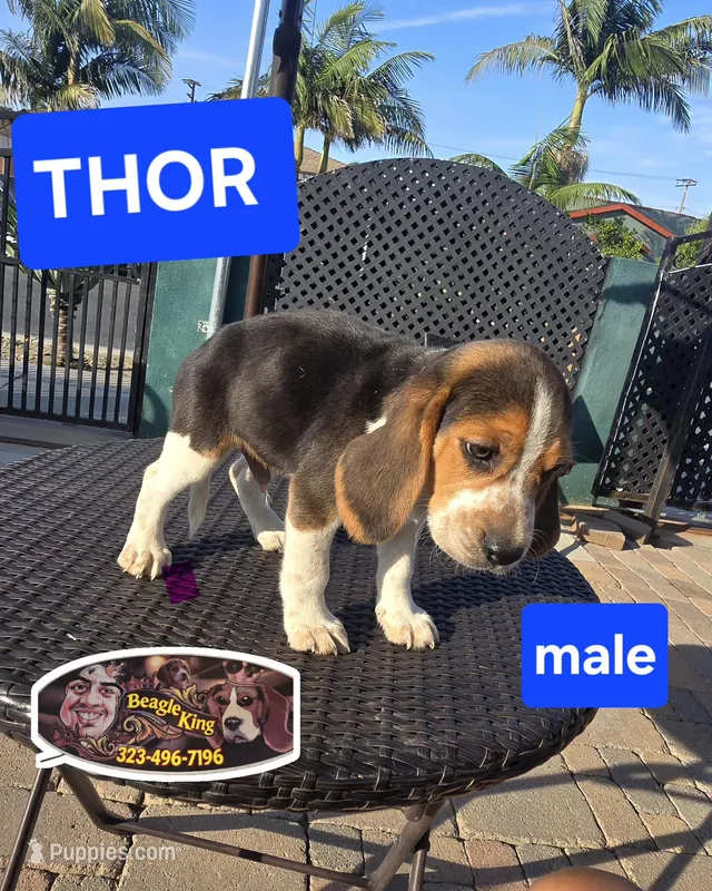 Thor – Beagle puppy for sale in Downey, CA