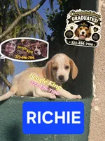 RICHIE, a male Beagle for sale in Downey, CA – 5 of 8