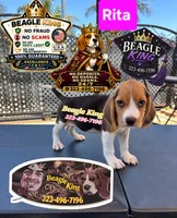 RITA, a female Beagle for sale in Downey, CA – 4 of 4