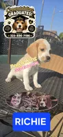 RICHIE, a male Beagle for sale in Downey, CA – 8 of 8