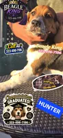 HUNTER, a female Beagle for sale in Downey, CA – 4 of 5
