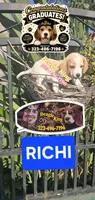 RICHIE, a male Beagle for sale in Downey, CA – 6 of 8