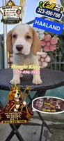 HAALAND, a male Beagle for sale in Downey, CA – 5 of 9