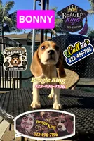BUNNY, a female Beagle for sale in Downey, CA – 3 of 10