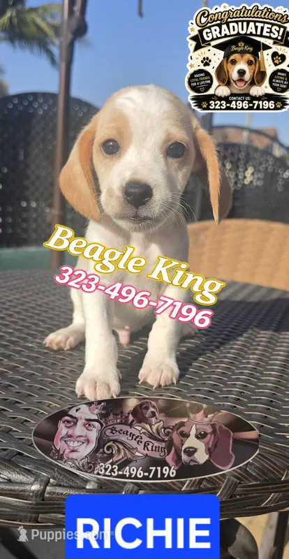 RICHIE – Beagle puppy for sale in Downey, CA