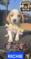 RICHIE, a male Beagle for sale in Downey, CA – 1 of 8