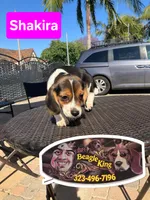 Shakira, a female Beagle for sale in Downey, CA – 3 of 6