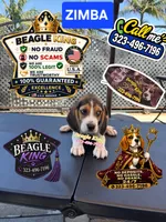 ZIMBA, a male Beagle for sale in Downey, CA – 2 of 6