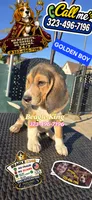 GOLDEN BOY, a male Beagle for sale in Downey, CA – 7 of 8