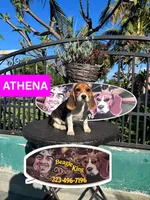 ATHENAS , a female Beagle for sale in Downey, CA – 5 of 6