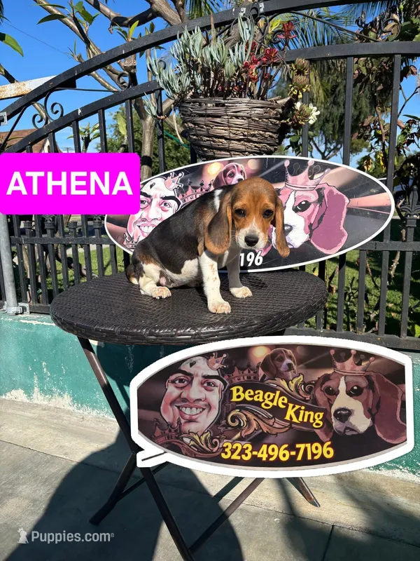 ATHENAS  – Beagle puppy for sale in Downey, CA